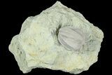 Blastoid (Pentremites) Fossil - Illinois #184092-1